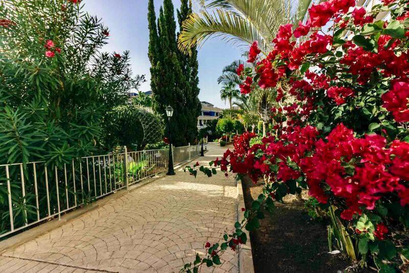 Large Direct Ocean Front 4bd Los Cristianos (Tenerife)