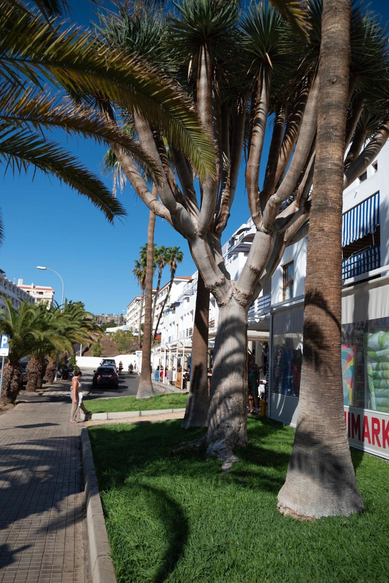 Cristianos Pool & Sun