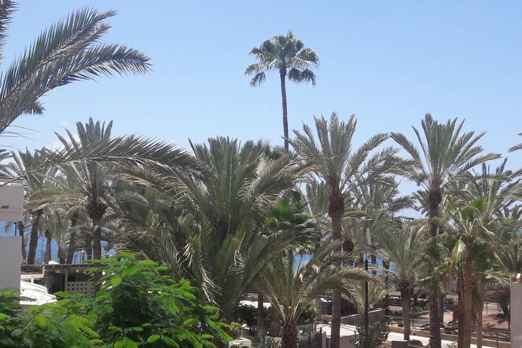 Guayero, Bel A 50m De La Los Cristianos (Tenerife)